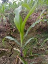 MaizeÃÂ & x28;/meÃÂªz/ÃÂ MAYZ;ÃÂ Zea Mays; Young Stalks Royalty Free Stock Photo